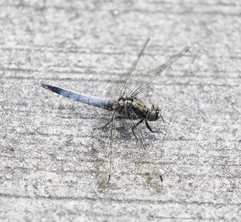 黑尾Skimmer Dragonfly (Orthetrum cancellatum)雄性